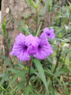 翠芦莉