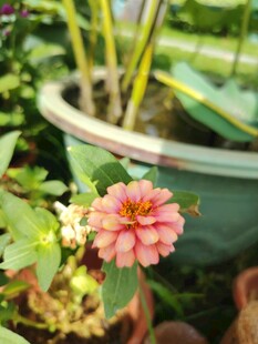 百日菊