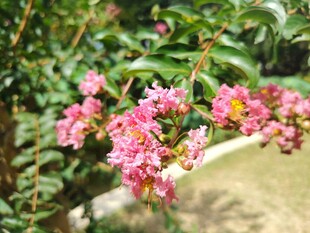 紫薇花