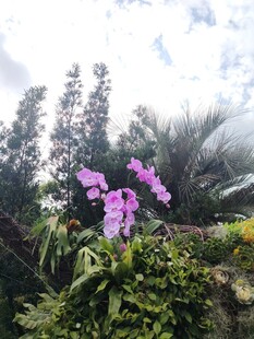 紫色兰花