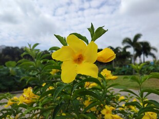 黄蝉花