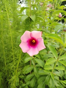 牵牛花