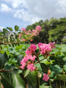紫薇花