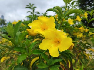 黄蝉花