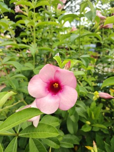 牵牛花