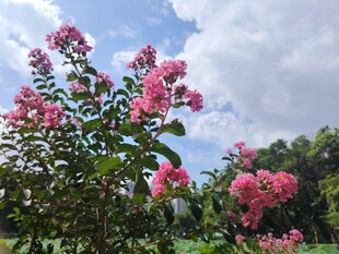 紫薇花