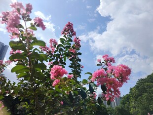 紫薇花