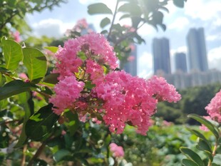 紫薇花