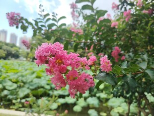 紫薇花