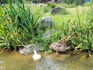 池塘边的鸭子
