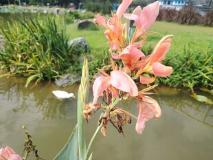 美人蕉