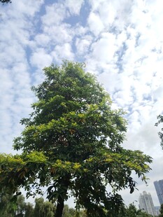 蓝天绿树风景图