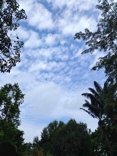 林间蓝天