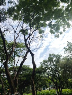 林间绿荫