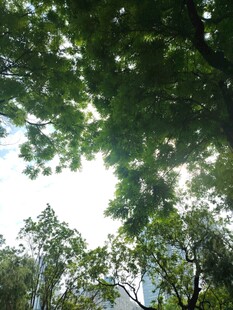 透过树叶看天空的景致