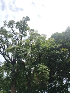 繁茂绿树