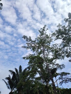 蓝天绿树间的清新景致