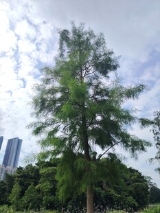 城市中挺拔的葱郁大树