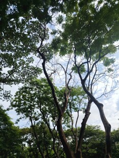 繁茂树林