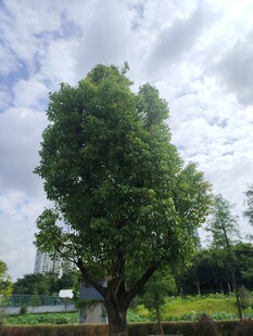 葱郁大树立于开阔绿地