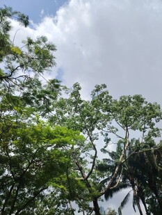 仰视葱郁树冠与蓝天