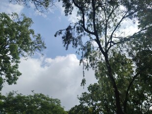 蓝天白云下的繁茂树林