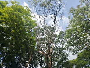 林间树木与蓝天白云
