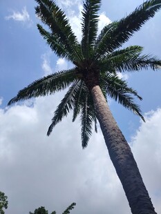 高耸入云的挺拔棕榈树