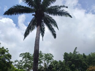 高大棕榈树挺立晴朗天空下