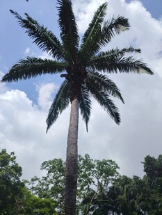 高大挺拔的单株棕榈树