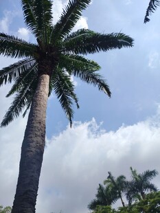 高大棕榈树与蓝天白云