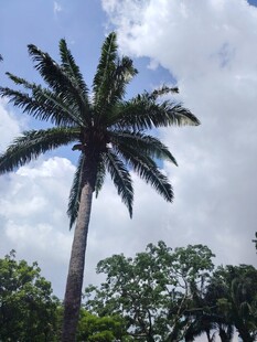 高大挺拔的棕榈树