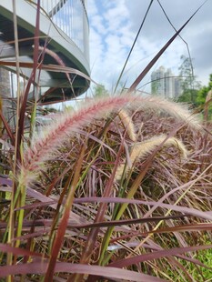 粉穗芒草