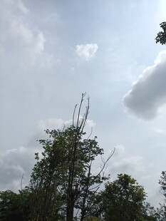 天空下的繁茂树木
