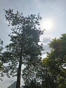 阳光下挺拔的高大树木