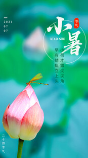 小暑时节的娇艳荷花