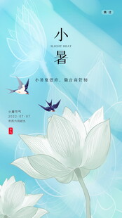 小暑时节的清雅荷花图景