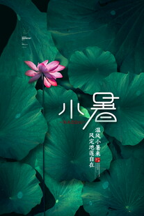 小暑时节荷花荷叶美景