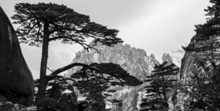 黄山奇松与峻峭山石