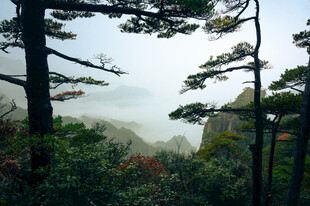 山林间的树木与朦胧远山