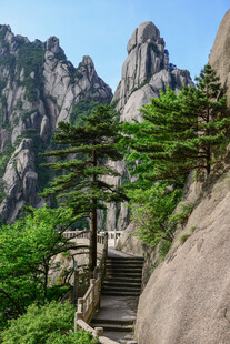 黄山山间石阶与苍松美景