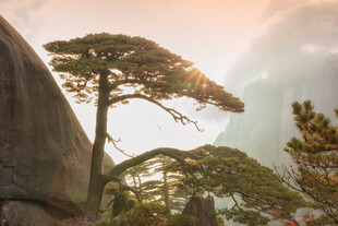 黄山奇松景观
