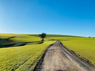 乡间土路独树伴绿野