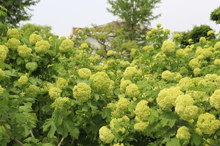 繁茂绣球花丛