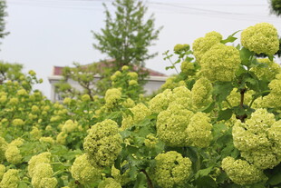 翠绿绣球花绽放