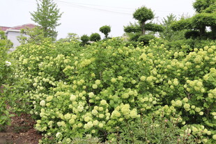 绿绣球花丛