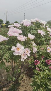 盛开的粉色牡丹花