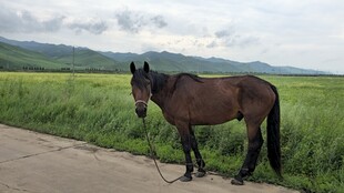 内蒙古草原上的棕色骏马