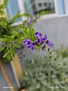 紫色小花绽放枝头