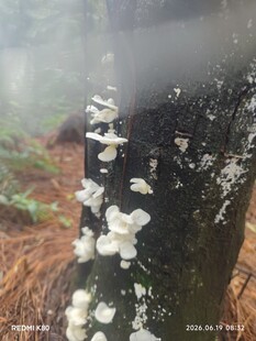 树干上生长的白色菌类